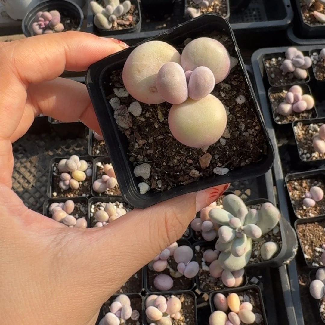 荷****)水光针奶酪多肉水光针