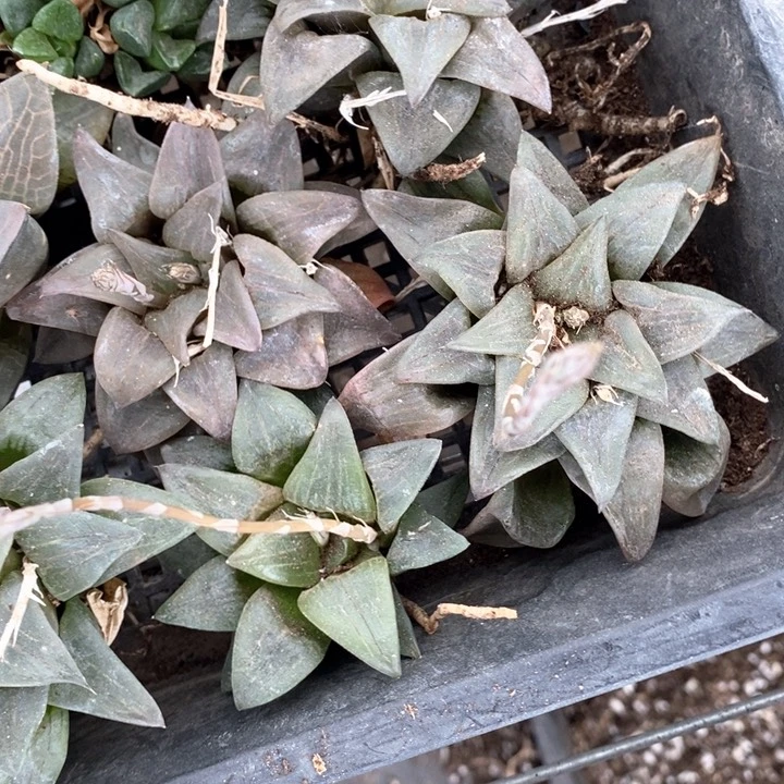 2143 一颗红纹寿 随机发货 炸弹福利