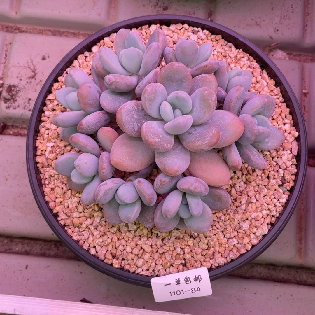 1101-84-文瑜，。。。。，。，