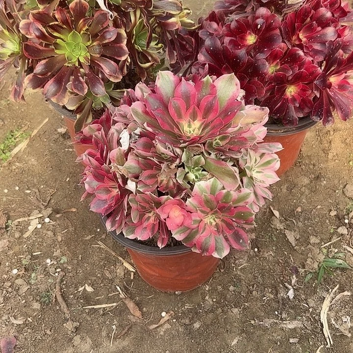 不包侧枝一物一拍36