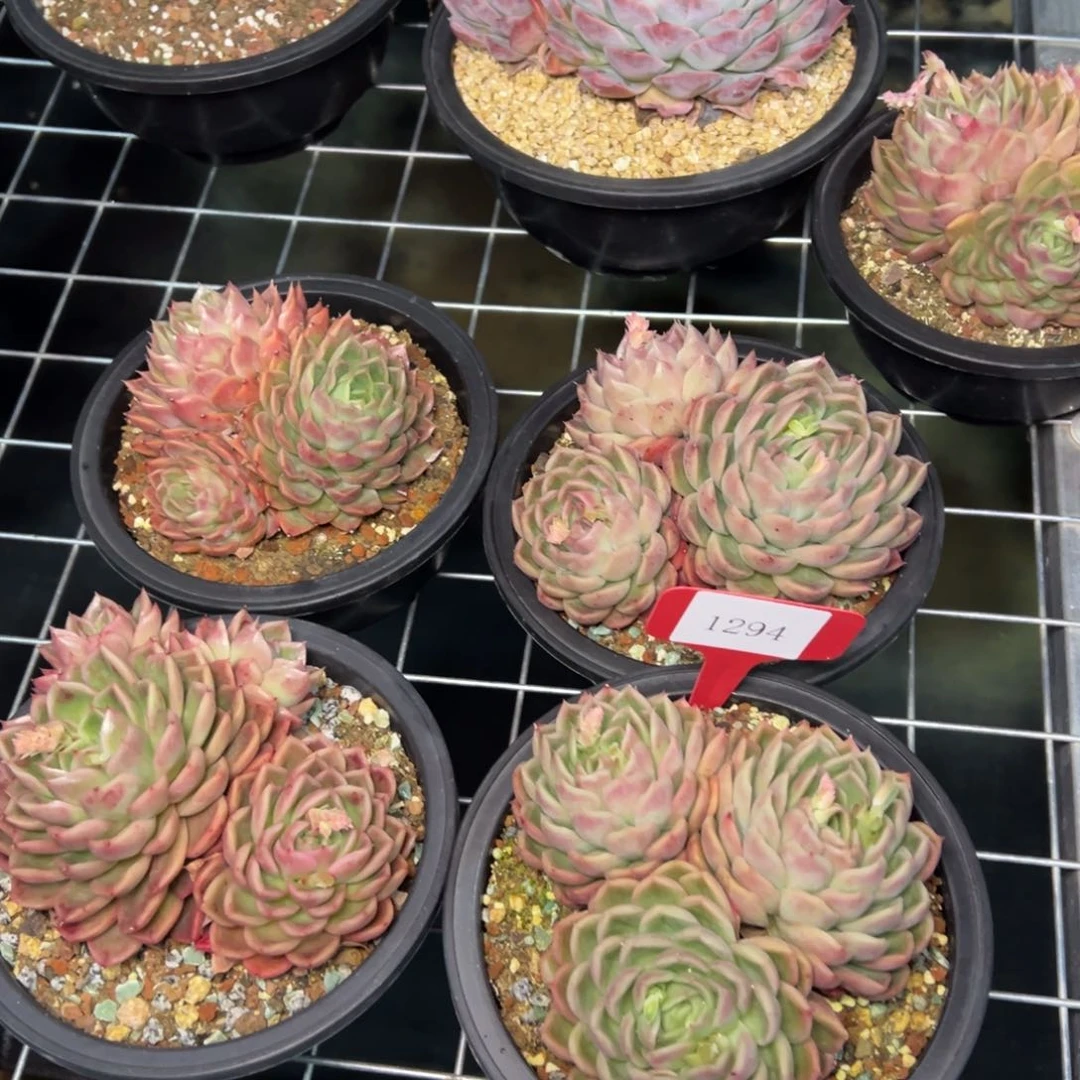 1294量拍 肉多么多么