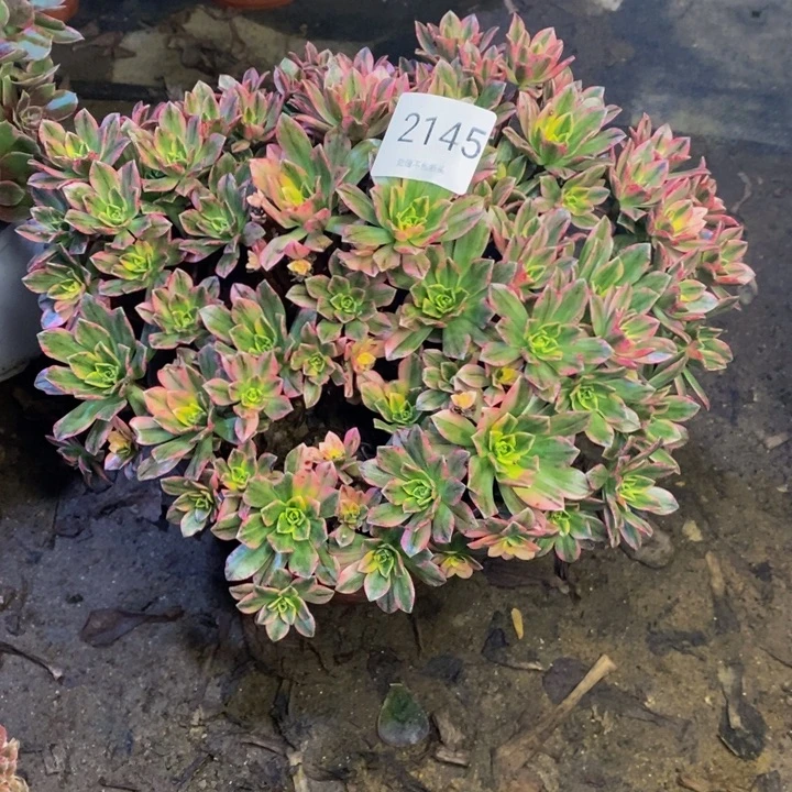 甜茶多肉断头不包2145