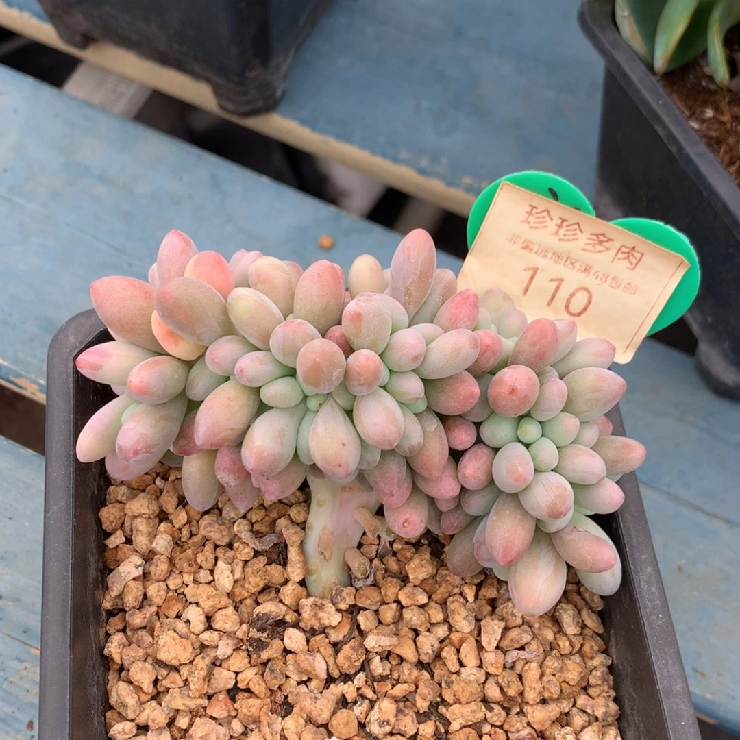 汤圆缀化一物一拍110