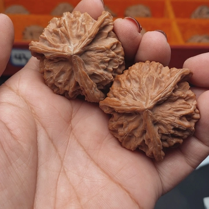 核桃盘山42尺核桃