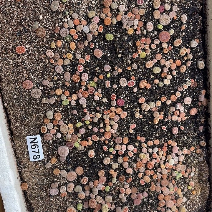 678生石花整筐脱土发货