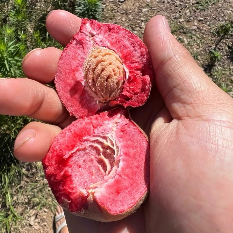【顺丰包邮】衡山萱洲猪血桃新鲜现摘头茬