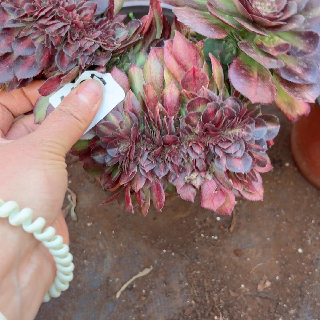 我4191 号多肉法师新年特价