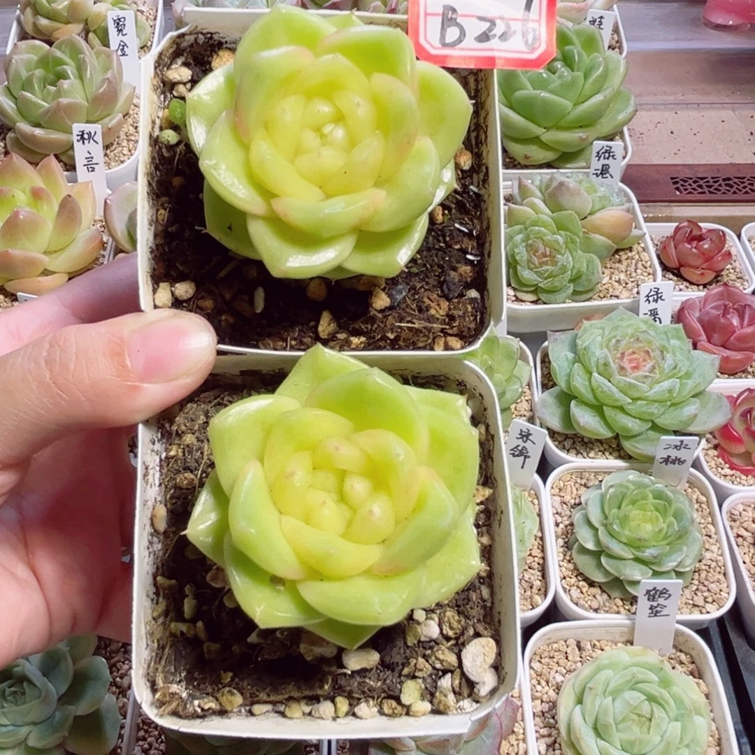 香***版B226 一物一拍，柠檬芭菲2