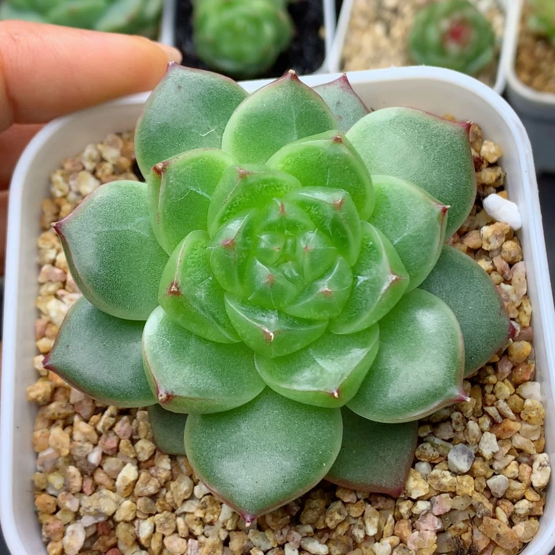 58包邮  群生不包整19