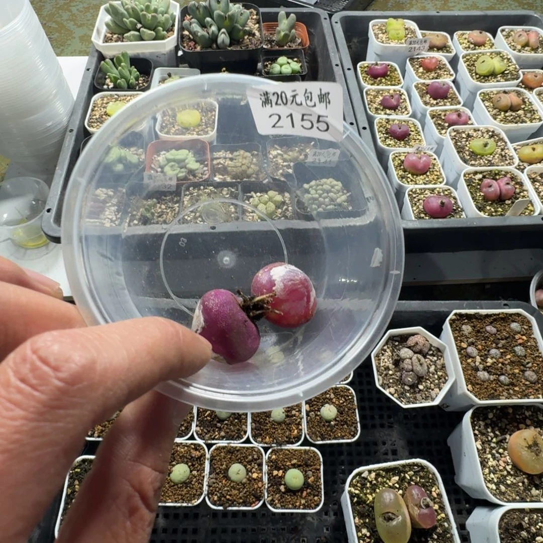 冬*?2155。两颗灯泡有点瑕疵