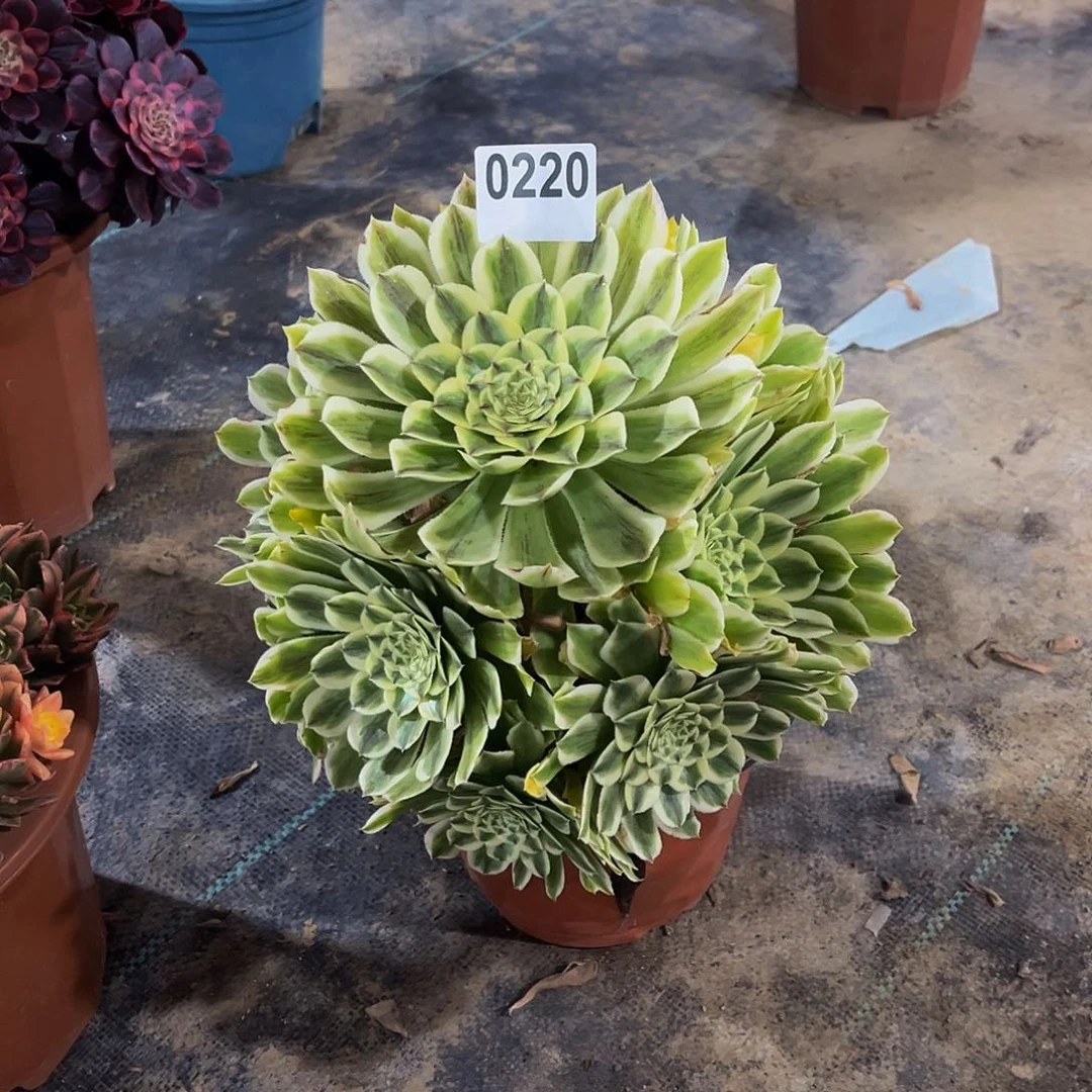 多肉植物一物一拍0220