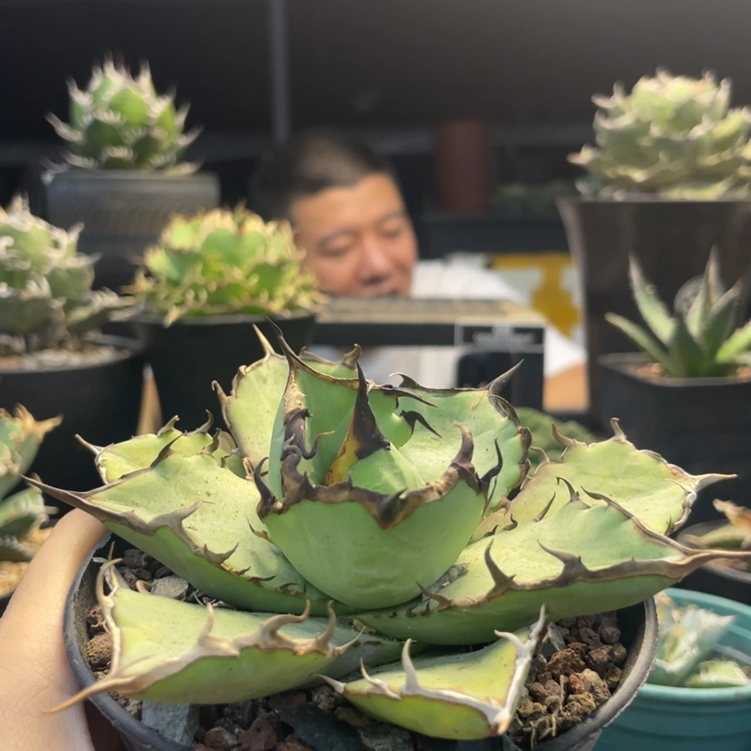 燈養黑犀牛8888888888888