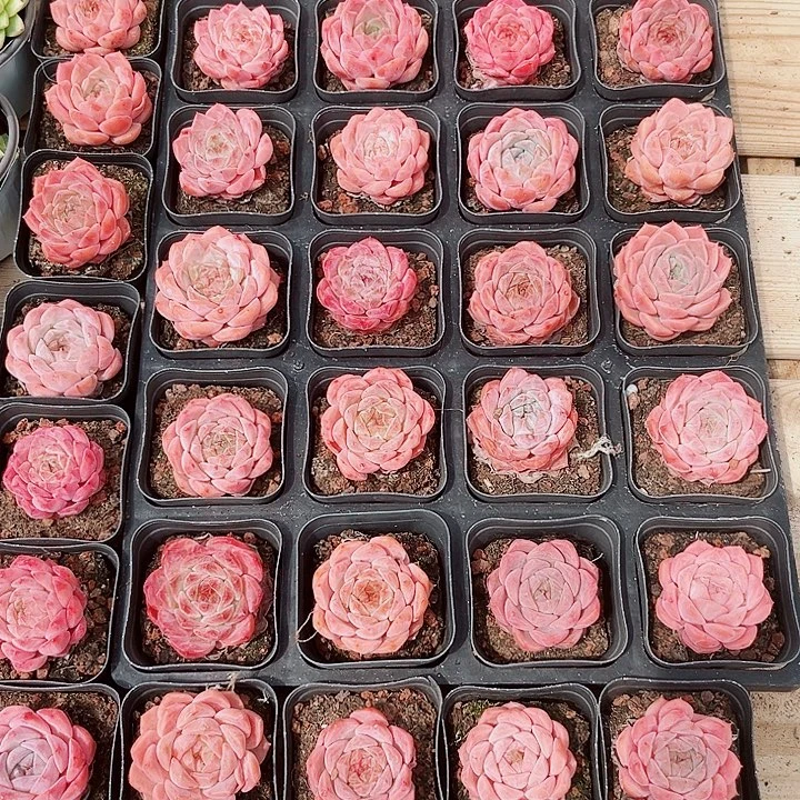 爱神单头多肉植物