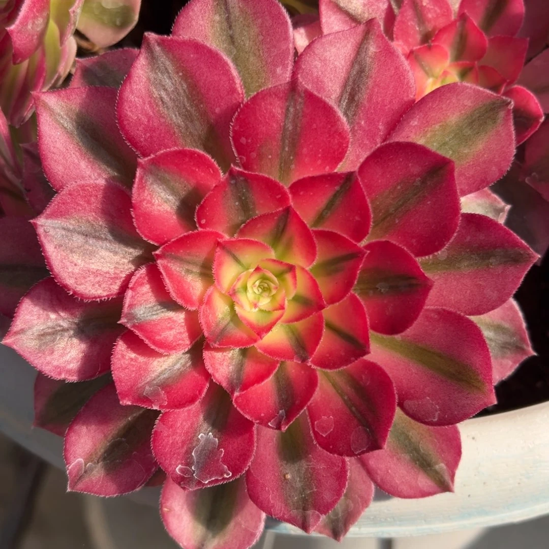 法师专用进口缓释肥6两/袋