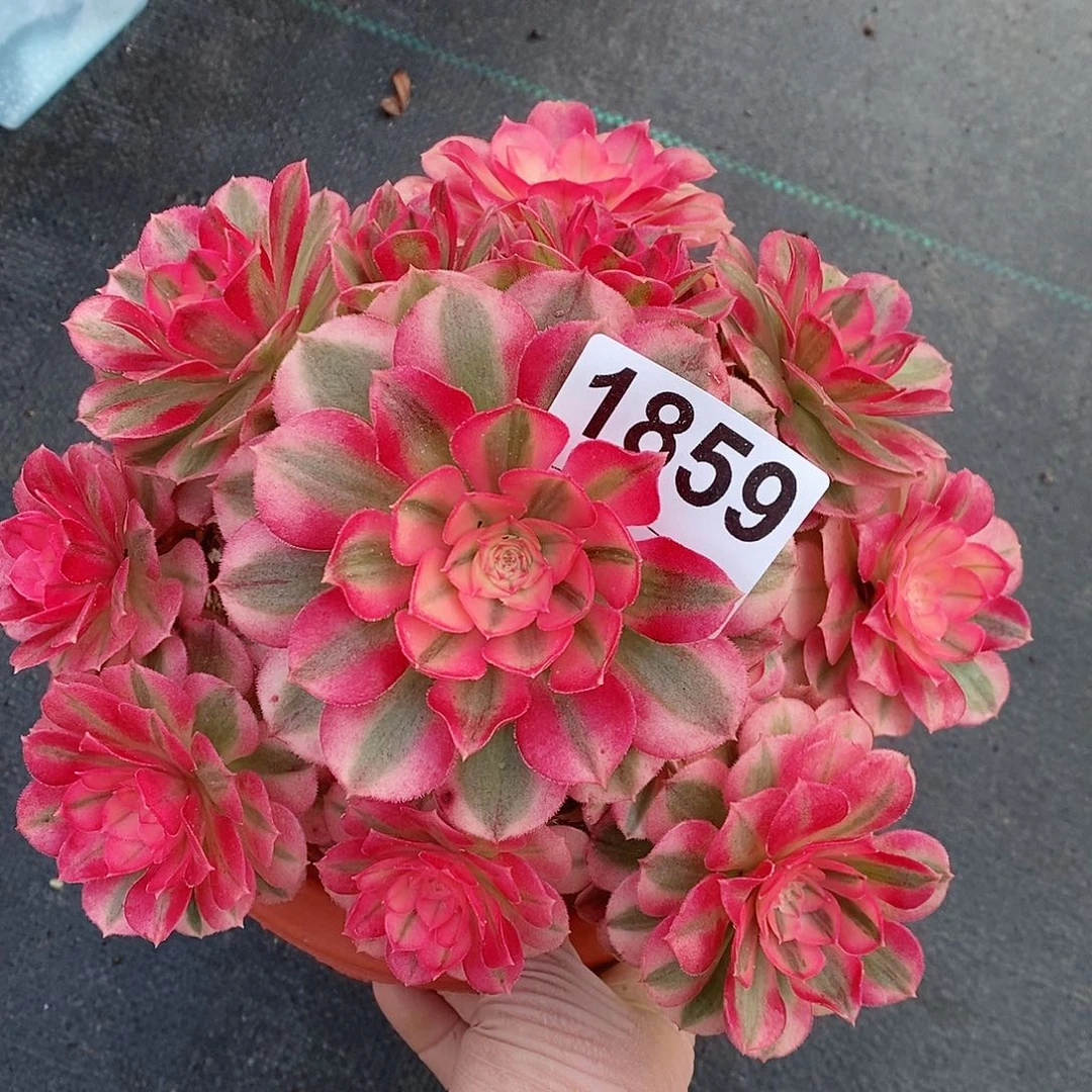 红陶1859倾城4官服16.7