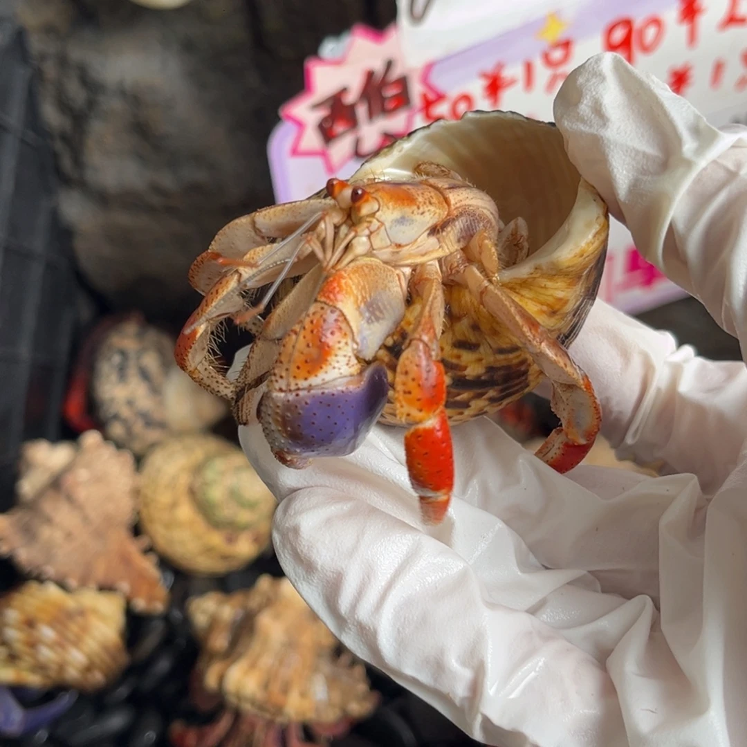 满色橘西伯2.3口。