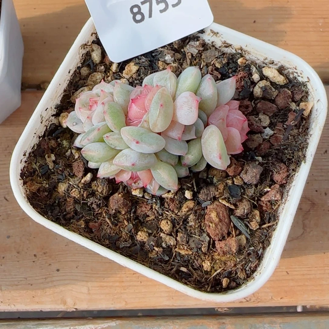 粉恋五头，8755多肉植物