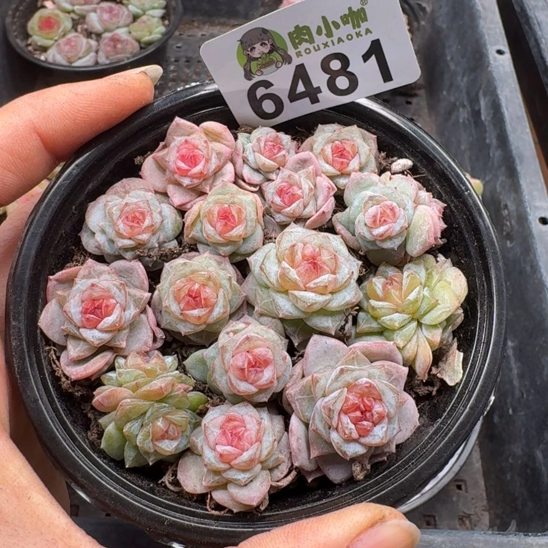 姐***肉多肉植物多肉植物