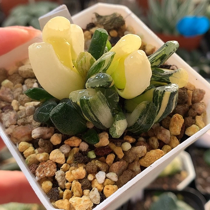 14号群生白妙万象锦