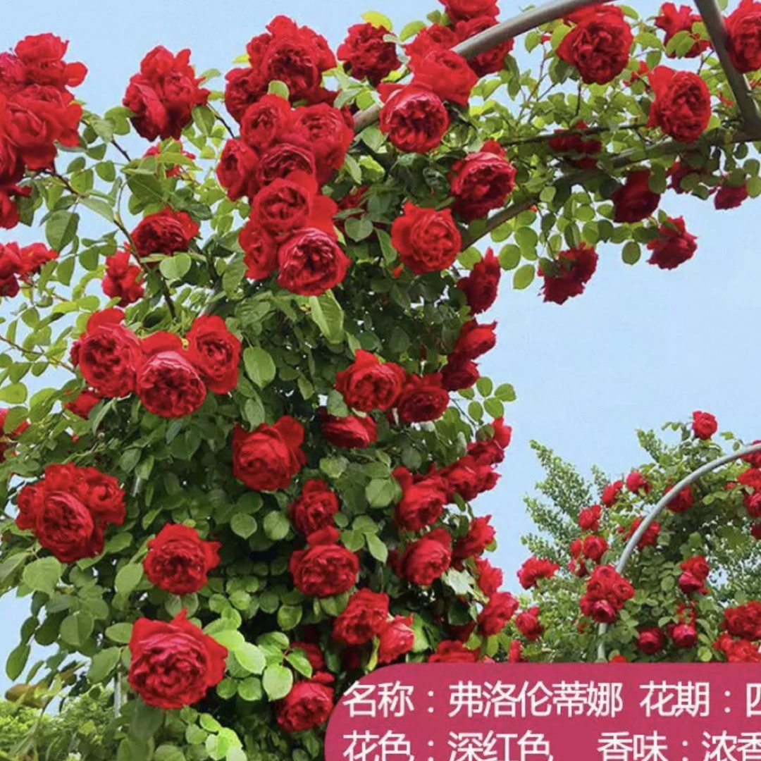 无刺爬藤蔷薇花苗四季开花云南基地发浓香型庭院阳台室内盆栽花卉