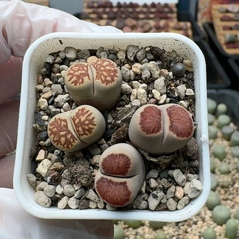 2667菊红窗菊花纹双头带盆