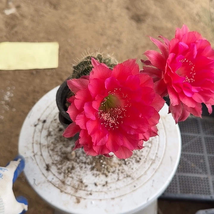 无花朵G*鸣带根彩草201