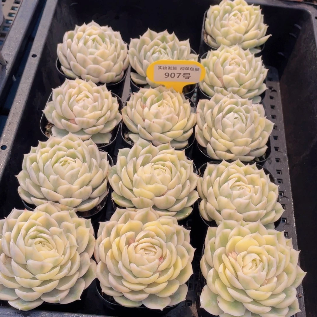 907号 昂斯诺锦单头一个