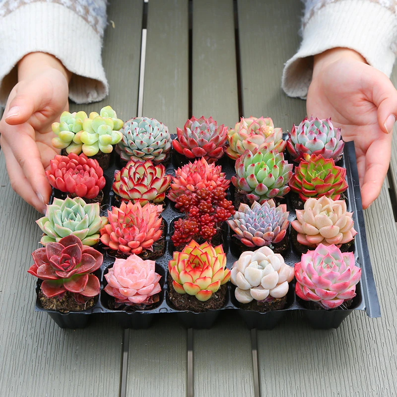 新手多肉盆栽室内多肉组合盆栽多肉苗绿植花卉DR肉肉