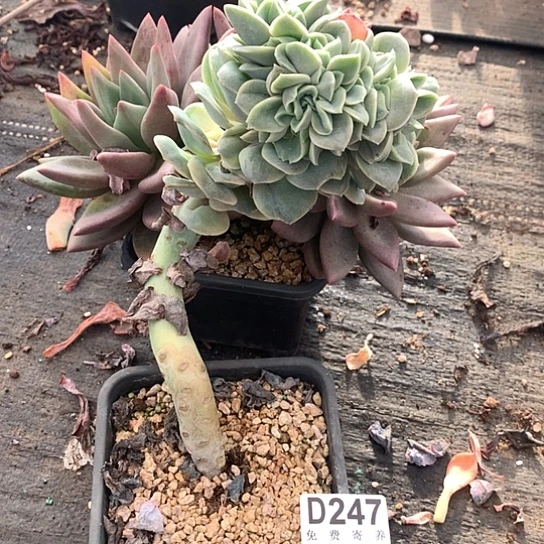 可爱玫瑰缀化247 亏本处理退款拉黑7-8天发货