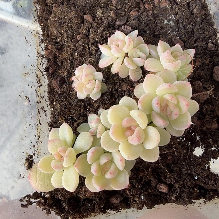 太妙财富密码8颗打包