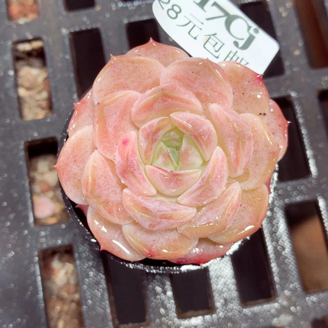 5厘米盆精控多肉017