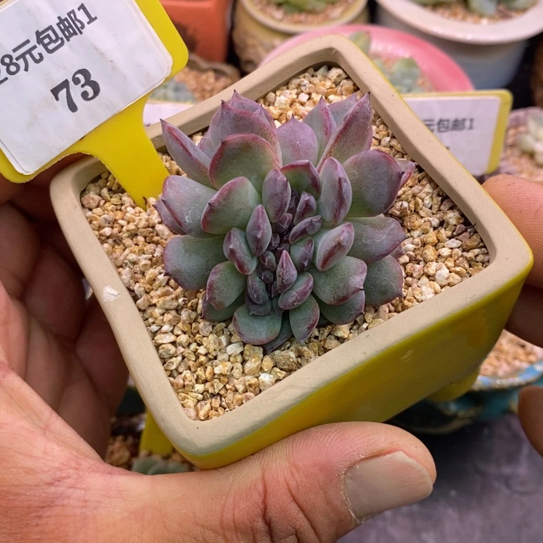 173精控黑橙子缀多肉植物