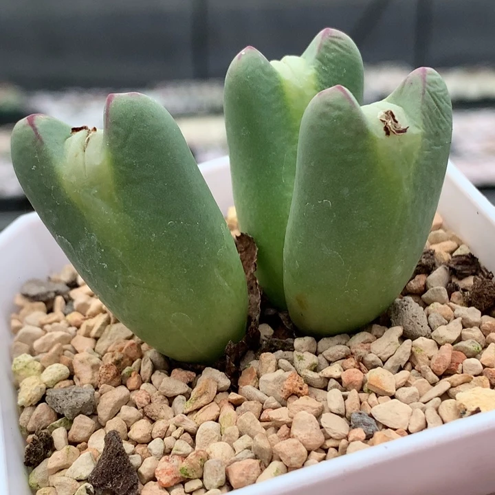 精品多肉植物精品嘟嘟嘴