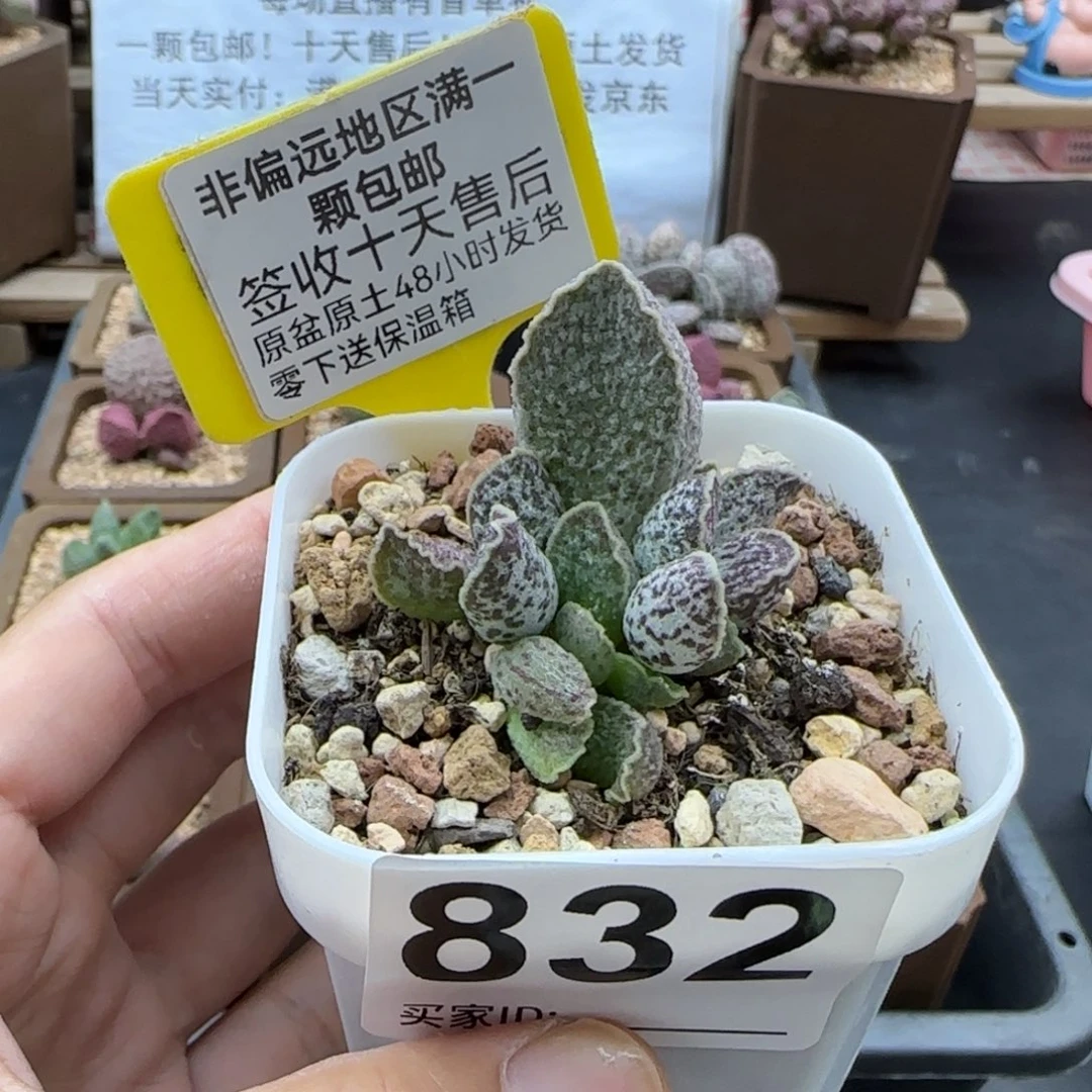 832草莓多肉植物