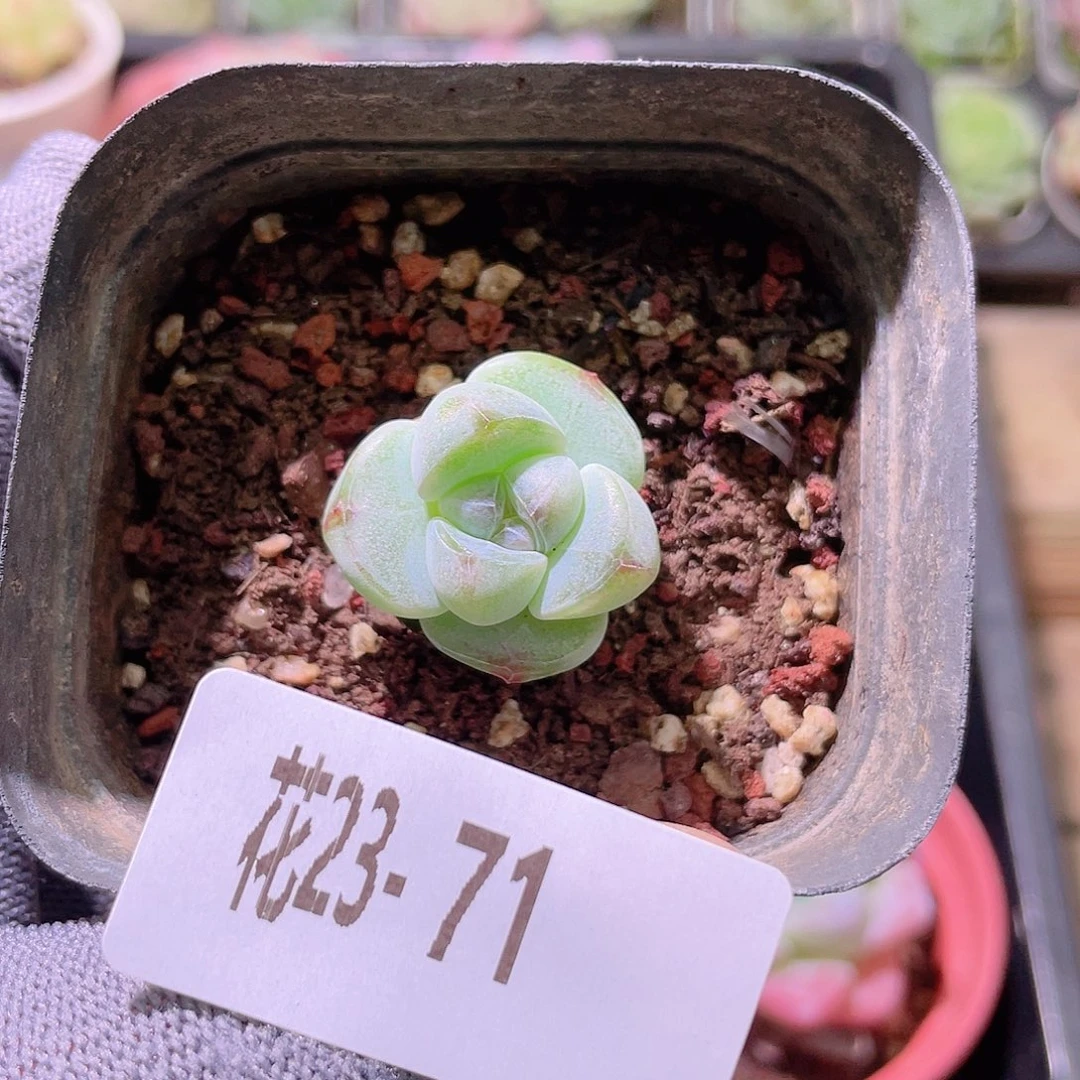 花利美23-71糖心冰玉