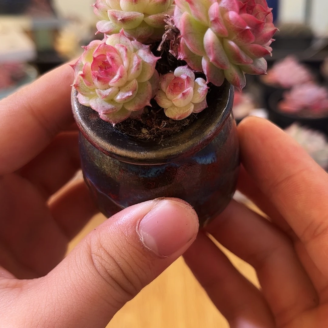 精灵女王一物一拍