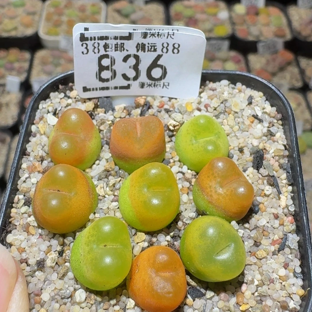 Sssss精品生石花836