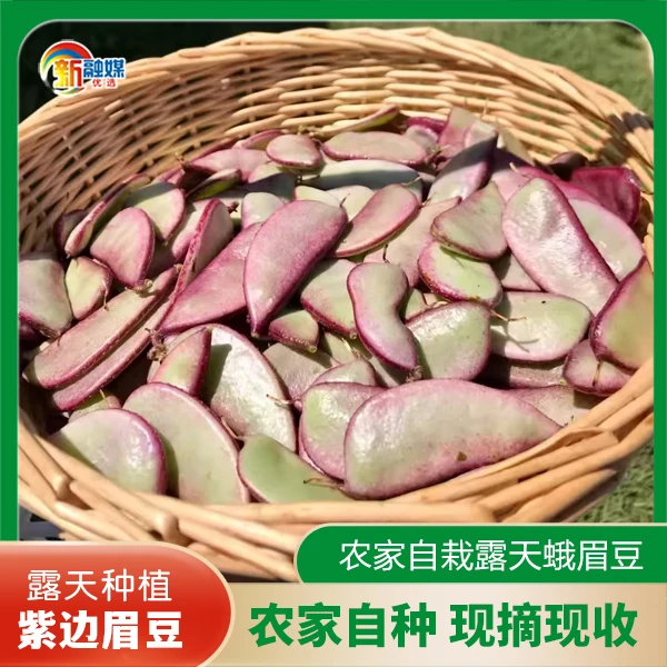 紫扁豆农家自留种峨眉豆应季新鲜蔬菜扁嫩豆角现摘现发产地直发