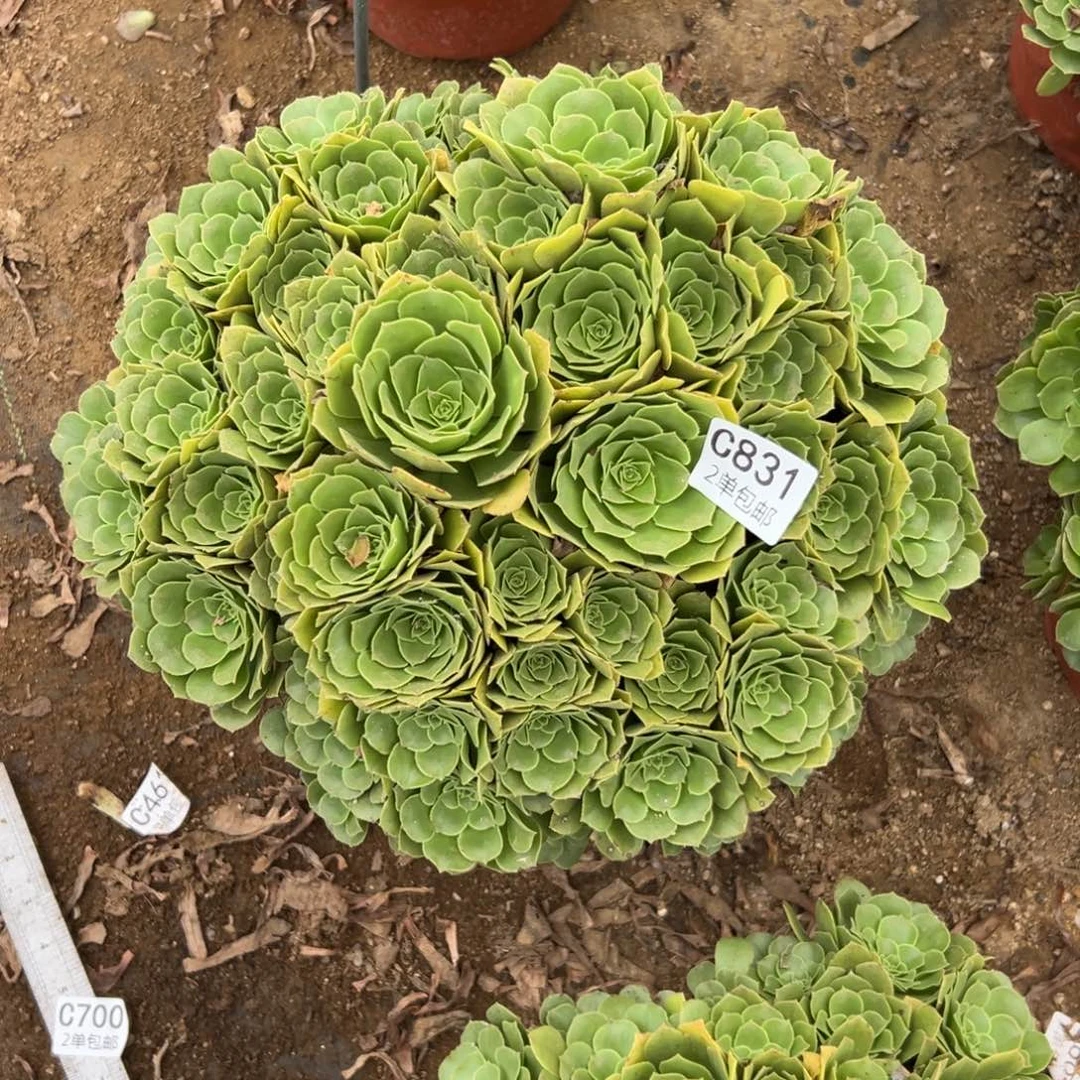 831多肉  绿羊绒不包断头