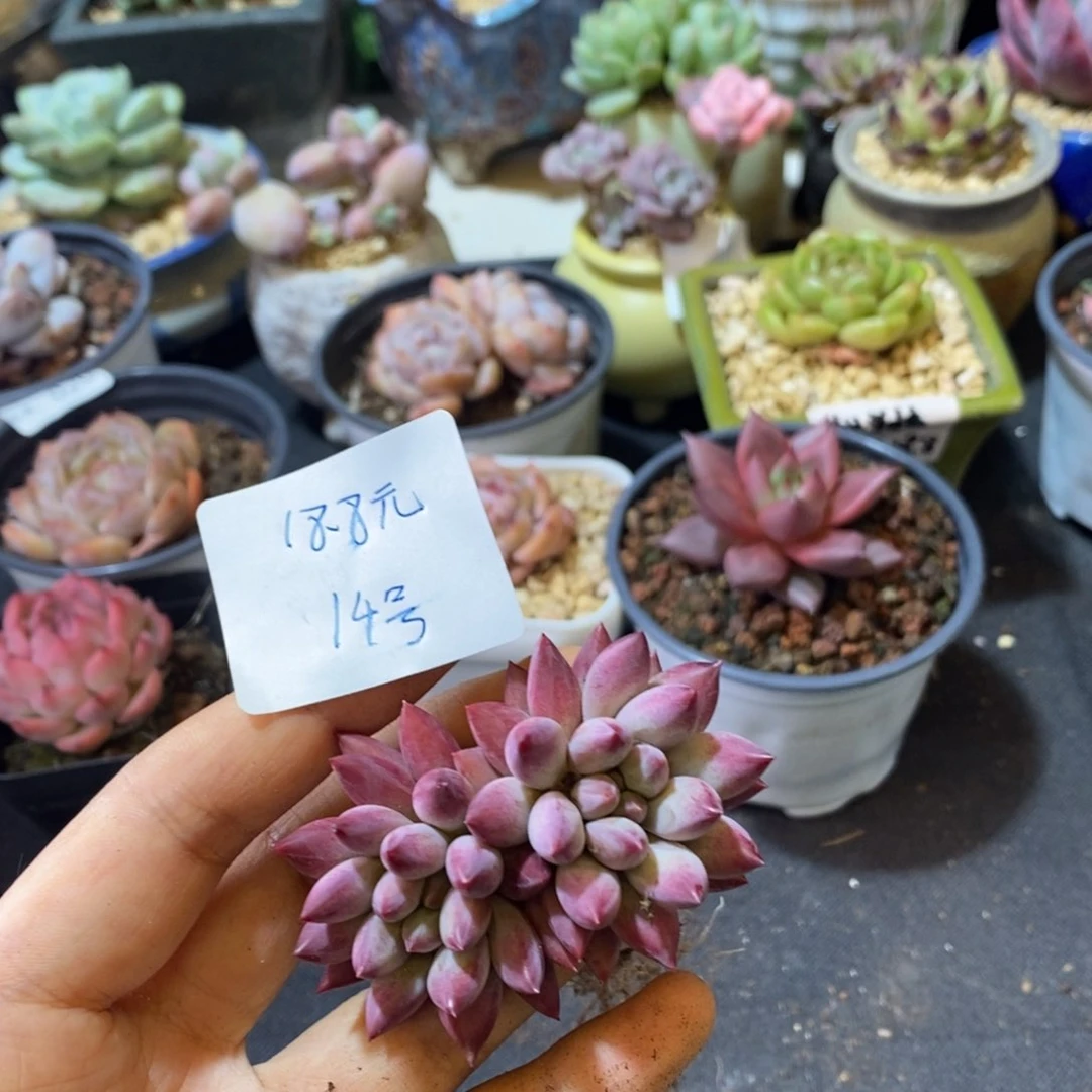 默*14号虞美人双头多肉多肉多肉