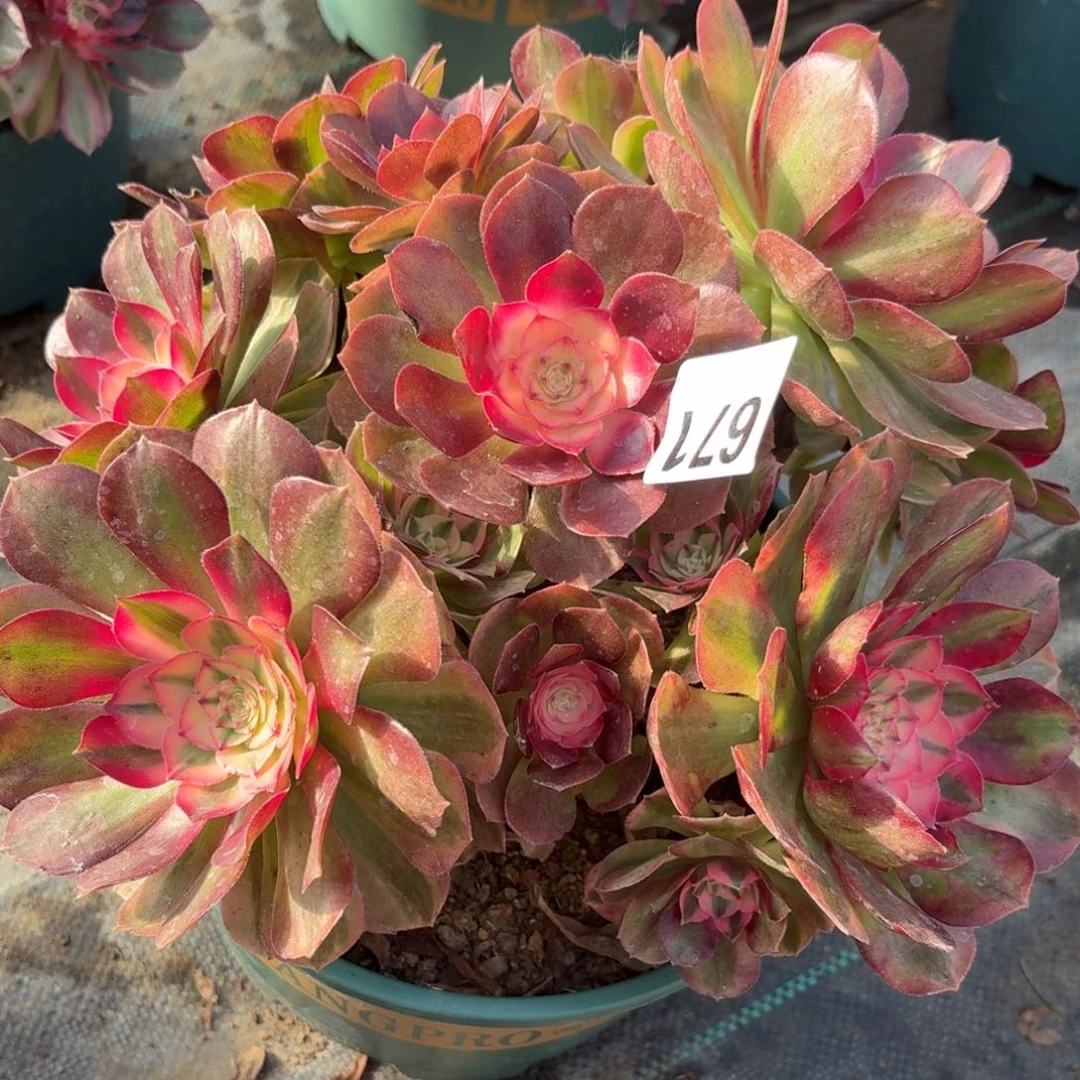 671荔枝多肉植物福利