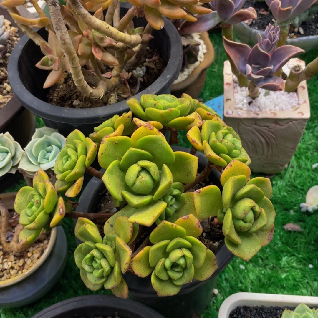 多肉植物盆栽多肉植物