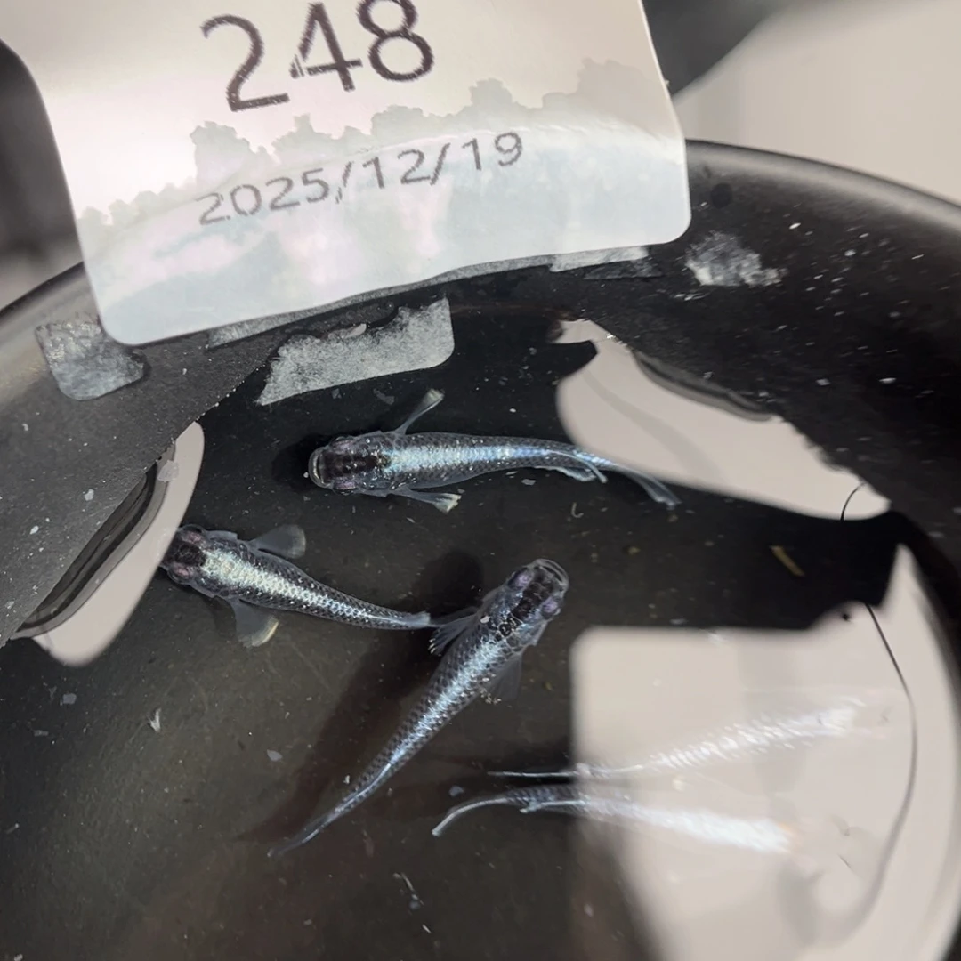 青鳉鱼248午夜裙摆五尾