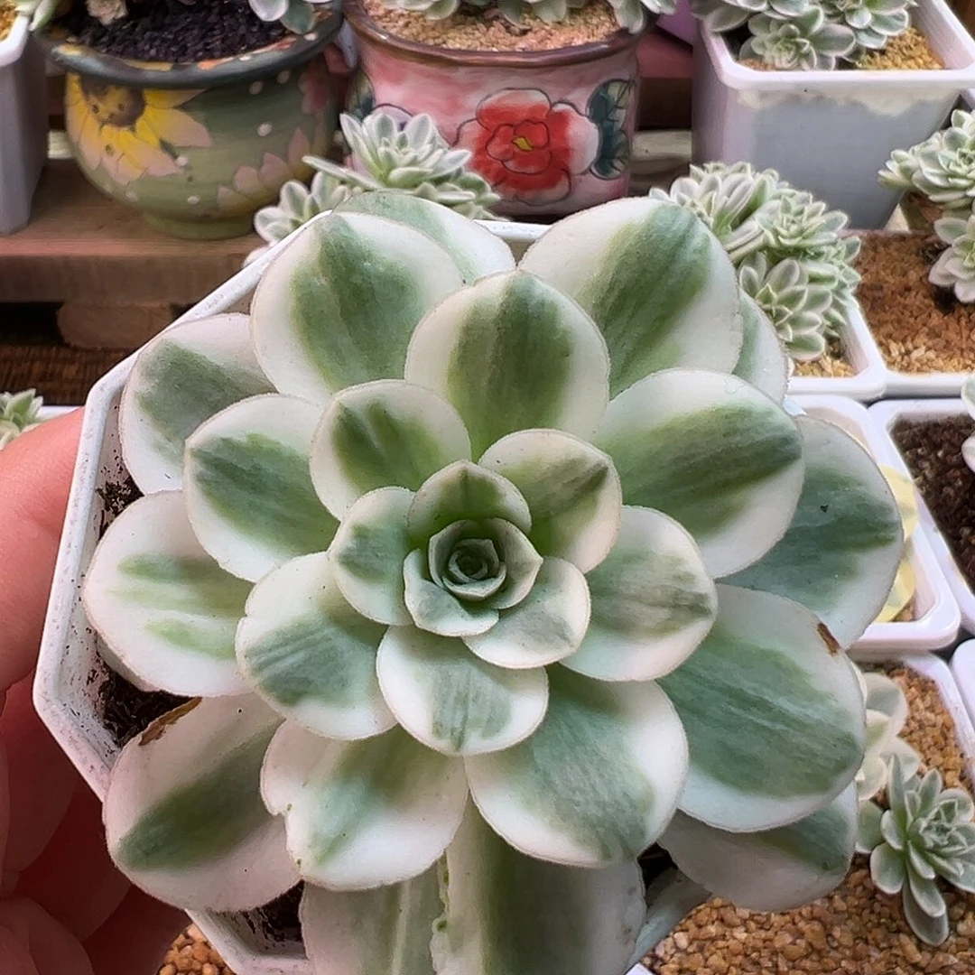 山地玫瑰锦冬雪1304号