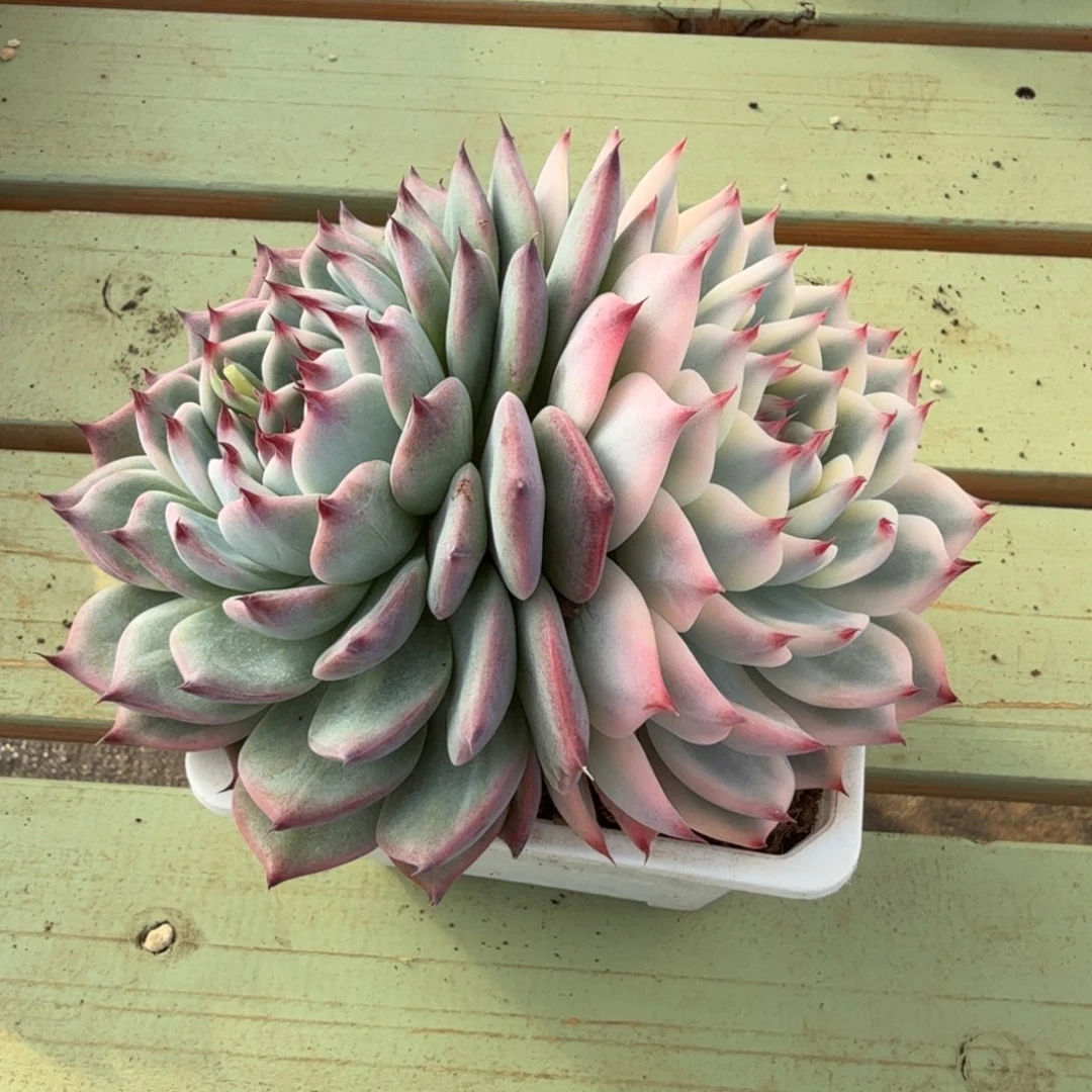 莫***斯吉娃娃锦锦上园艺一物一拍