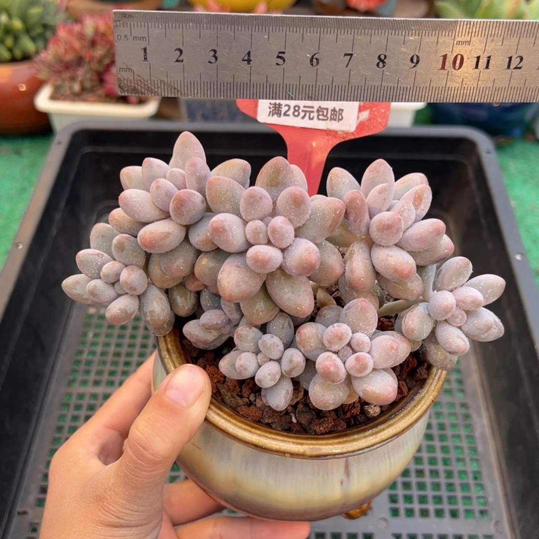 表妹精品多肉植物418.