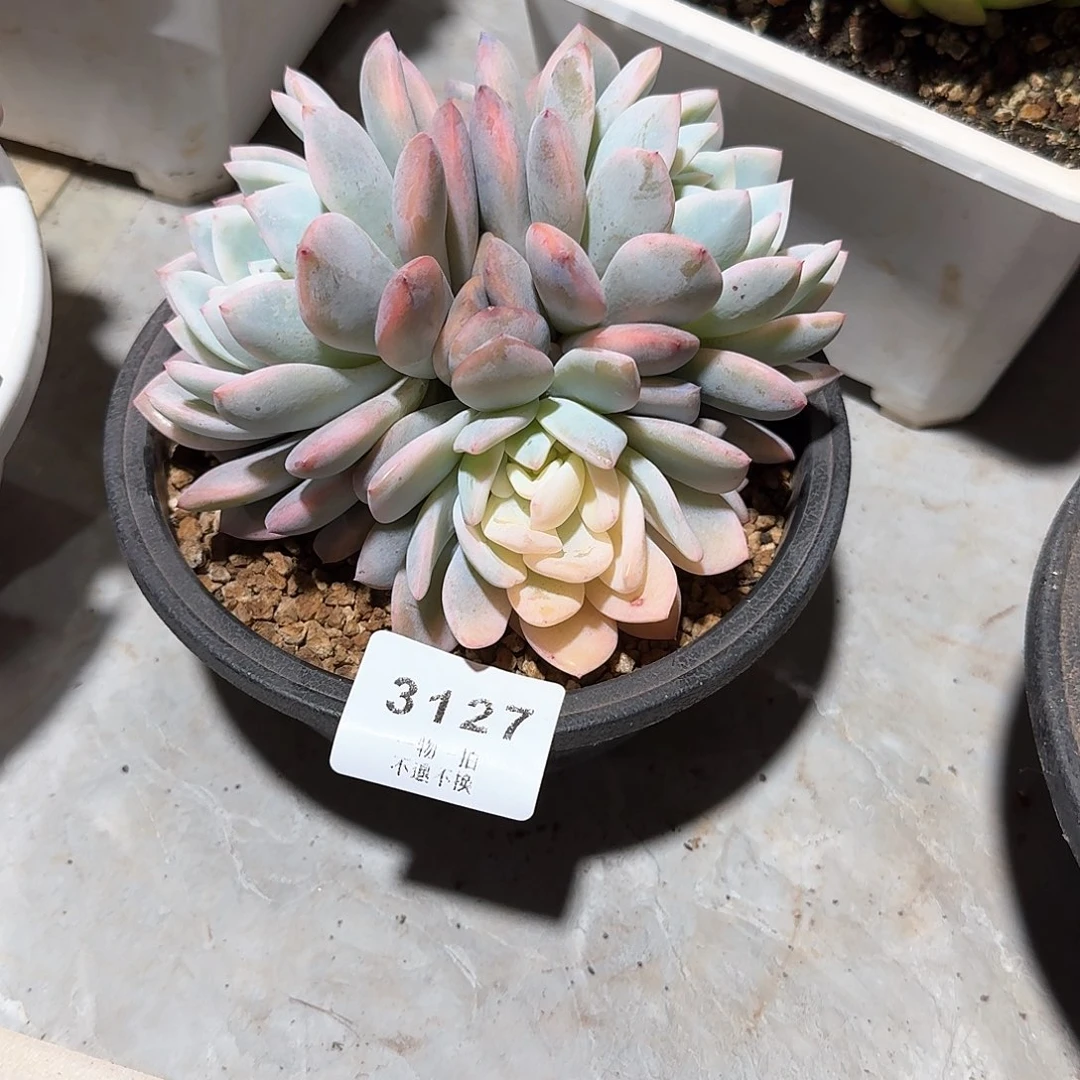 松***?3127号梦露锦