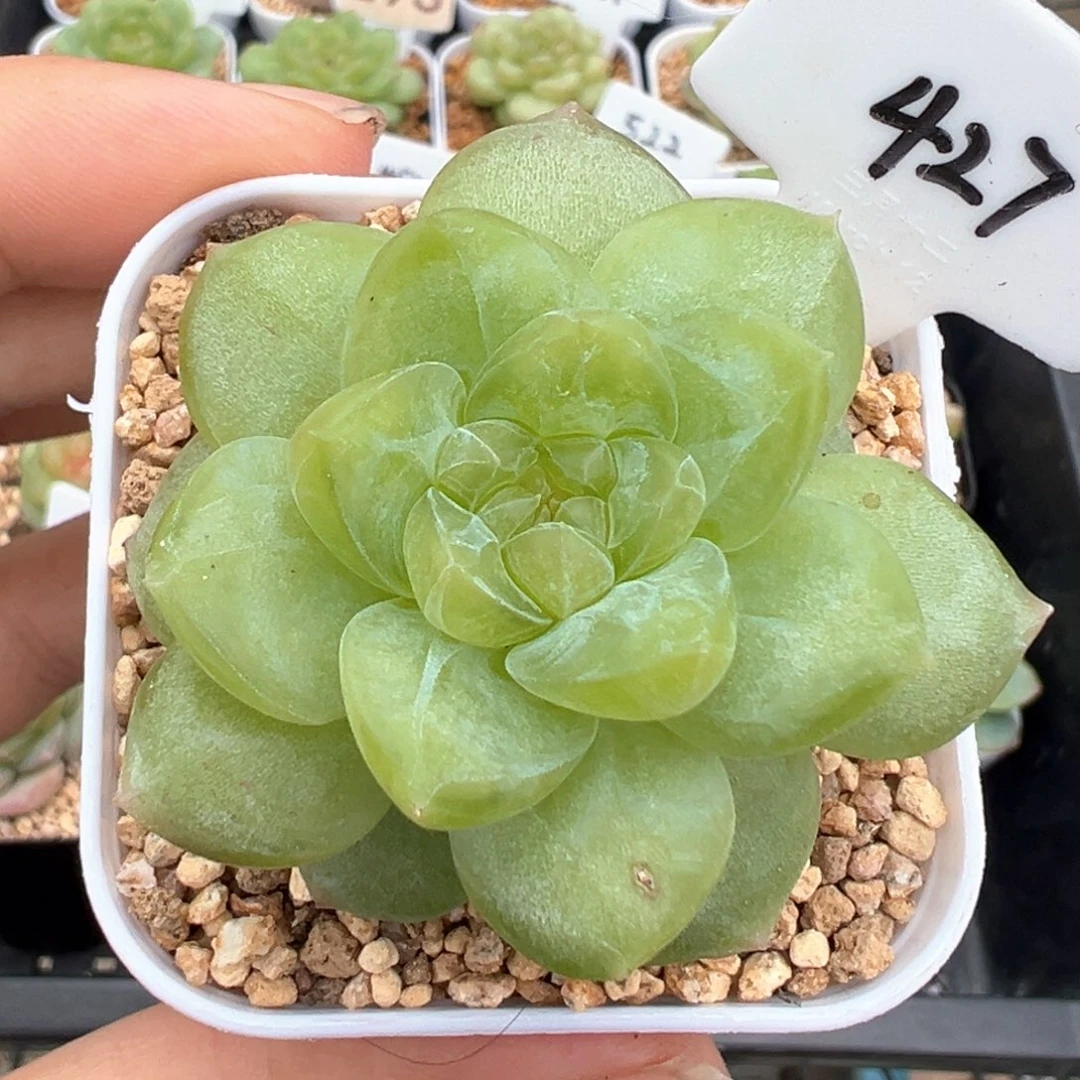 427号风花雪月系列