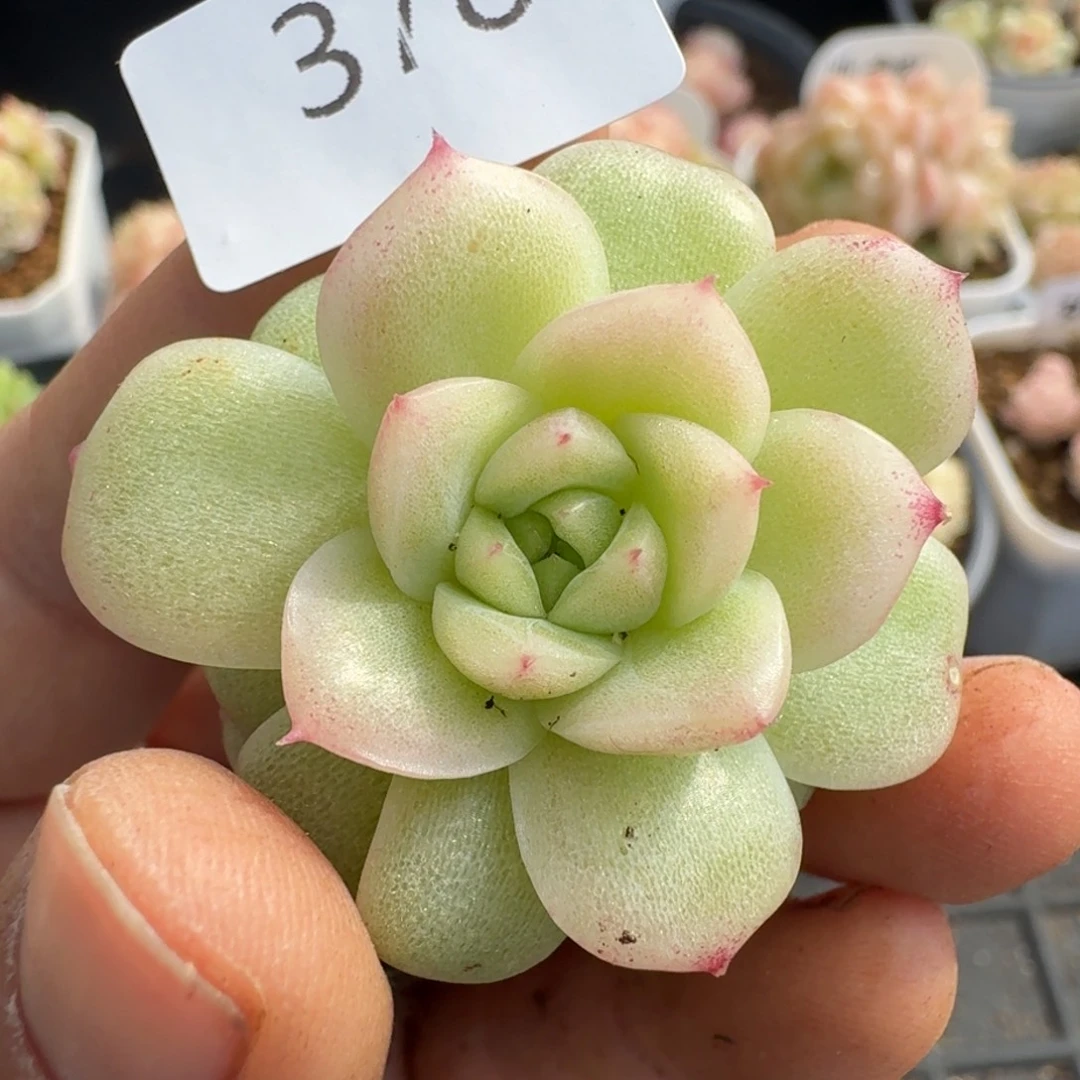 一物一拍一物一拍12-14-378