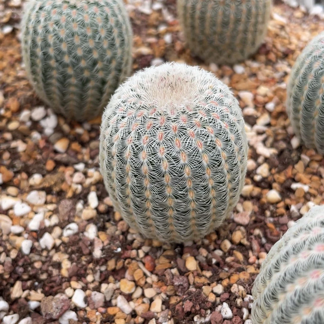 鹿角柱实生仙人球白花太阳